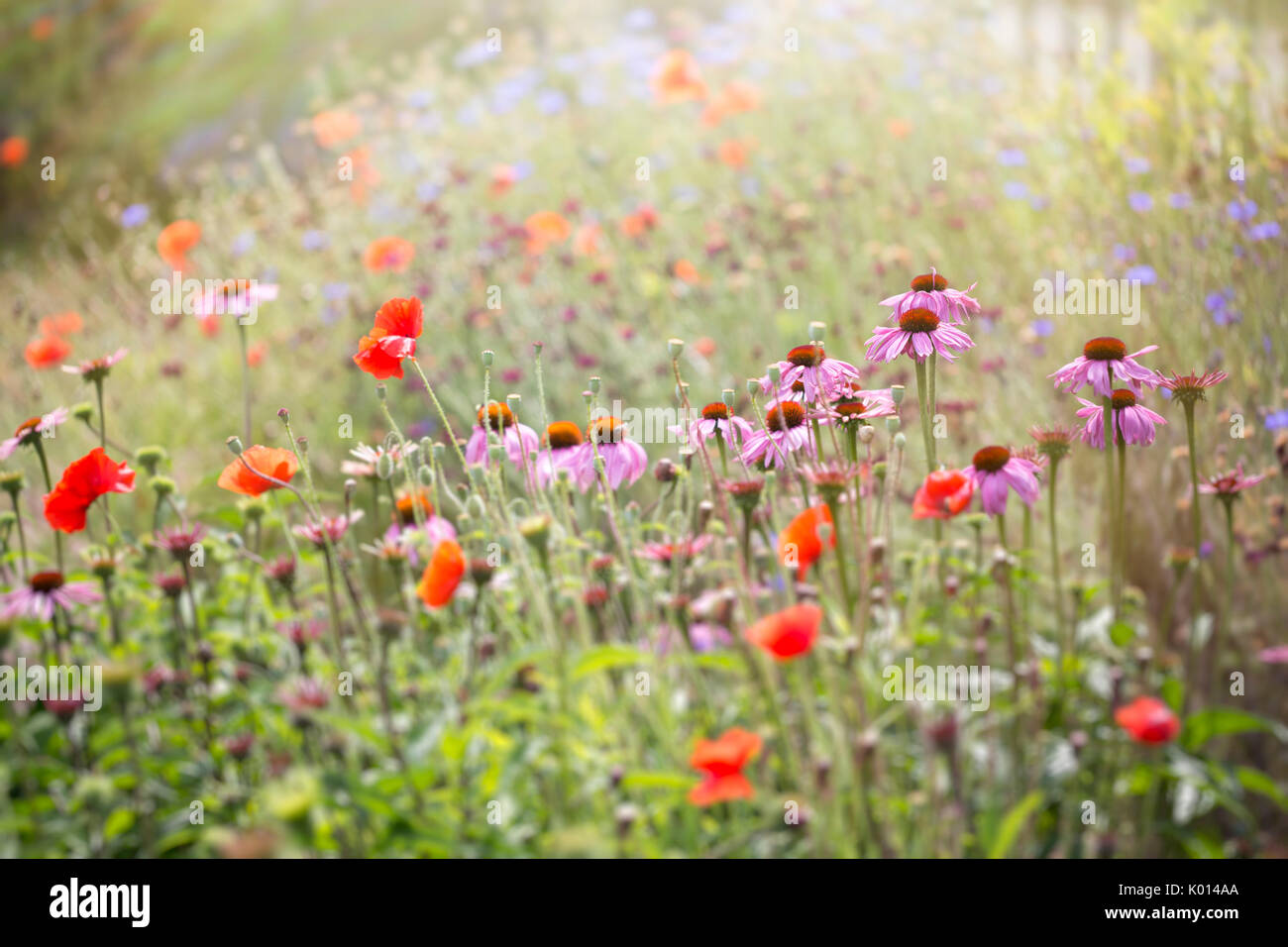 Inspiring flower hi-res stock photography and images - Alamy