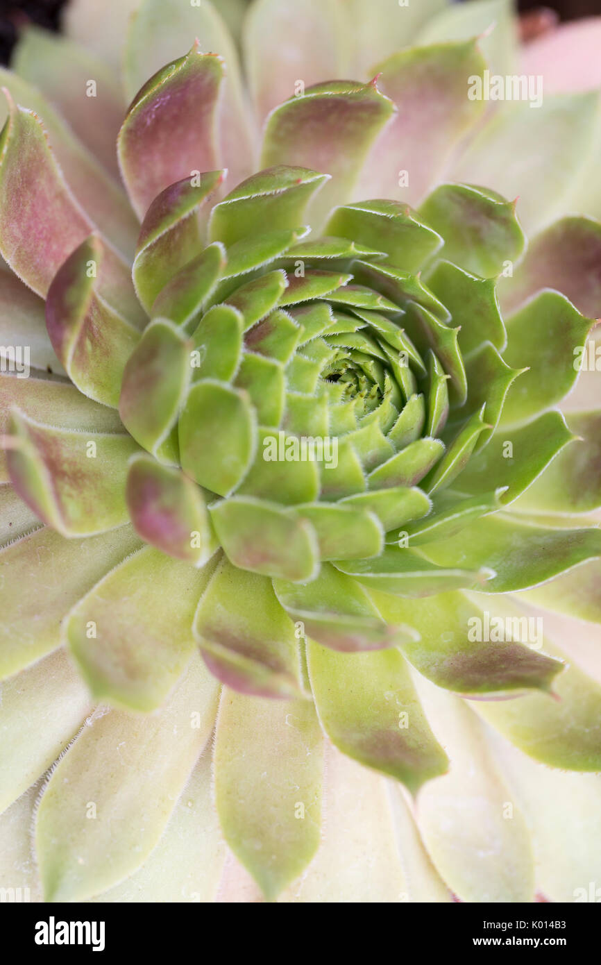 Close up view of a Succulent plant Stock Photo