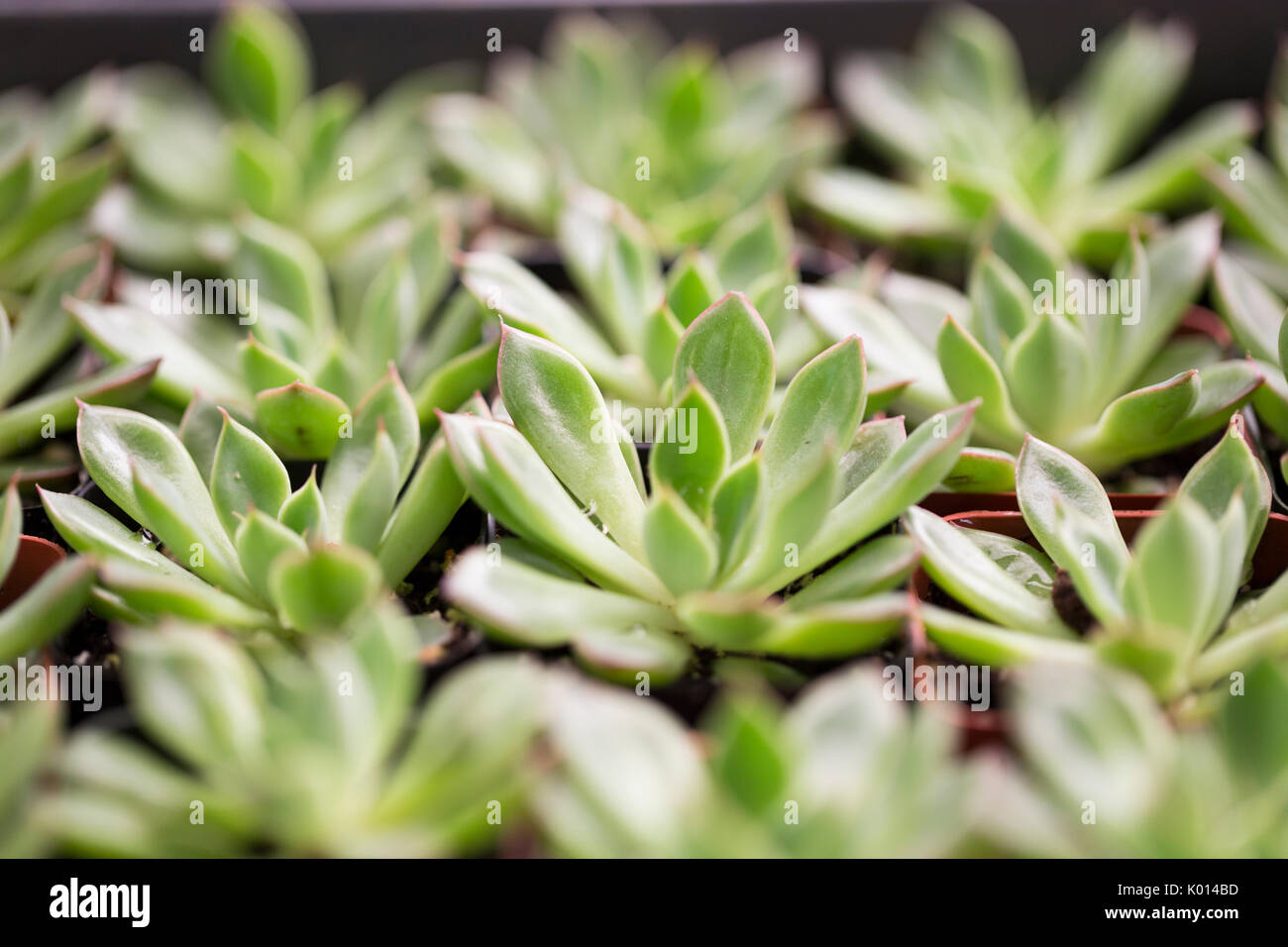 Rows of potted succulent plants Stock Photo