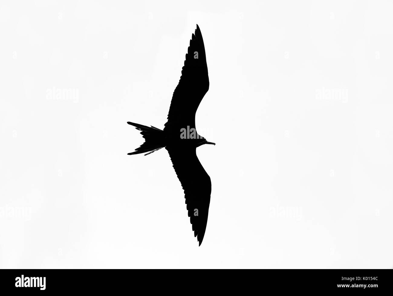Bird silhouette isolated on white is a detailed feathered bird with both wings out in full flight silhouetted and isolated on a white background. Stock Photo