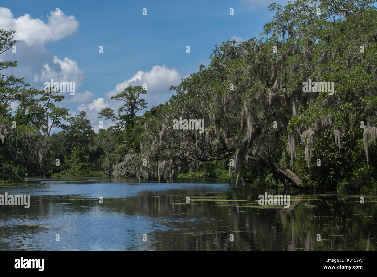 Beautiful gardens of the south Swans, spiders, birds and butterflies