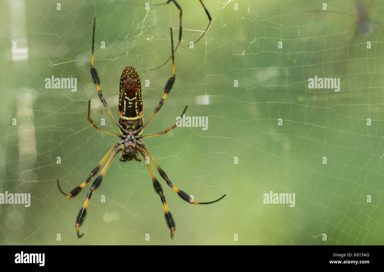 Beautiful gardens of the south Swans, spiders, birds and butterflies