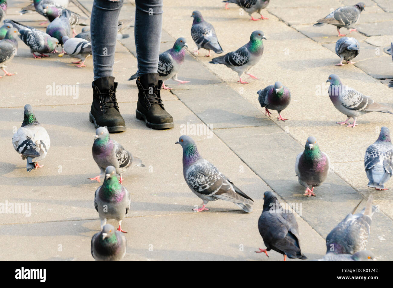 A woman stands on a footpath with pigeons at her feet Stock Photo