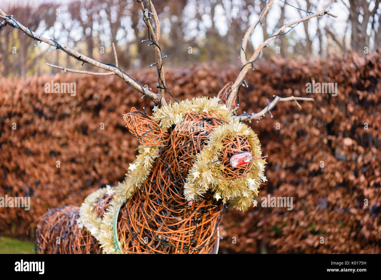 Rudolph the red nosed reindeer made from willow and branches Stock Photo