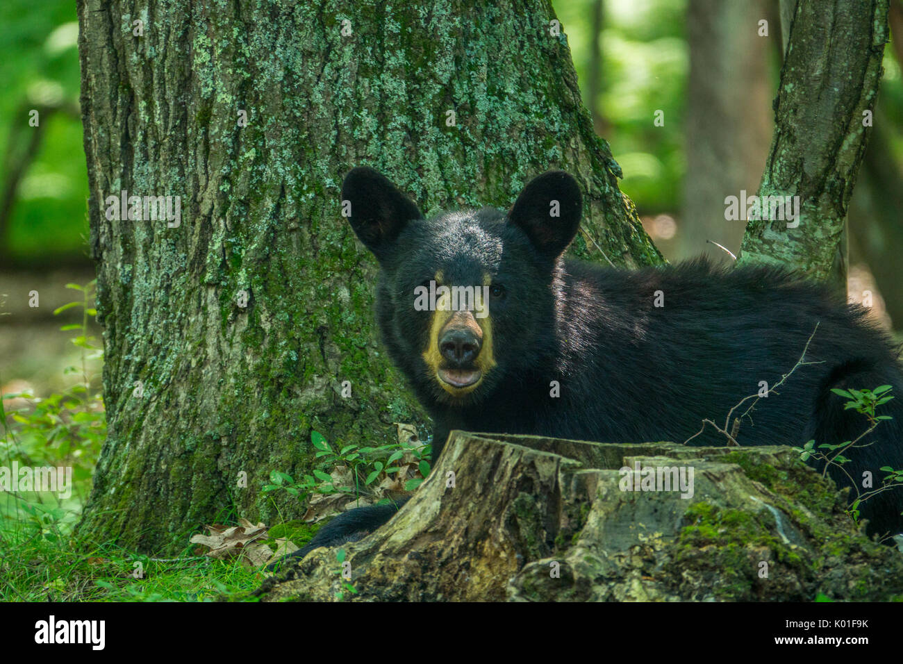 Black Bear in the Pennsylvania woods, sniffing the air for food Stock Photo
