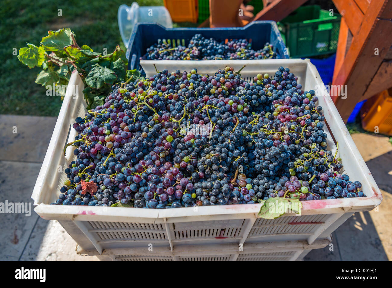 Crushing Grapes High Resolution Stock Photography and Images Alamy