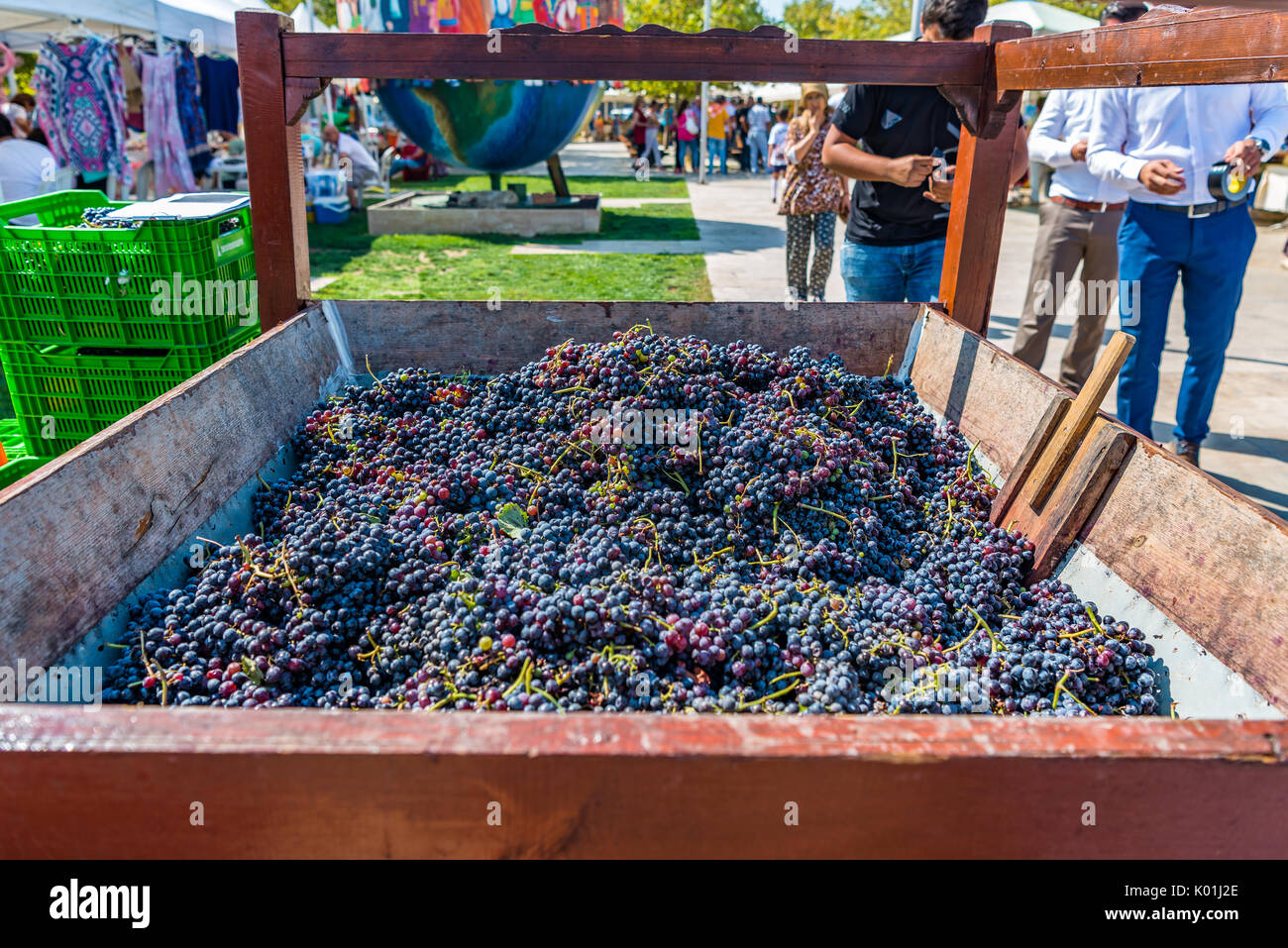 Grapes ready to be crushed for wine Stock Photo Alamy