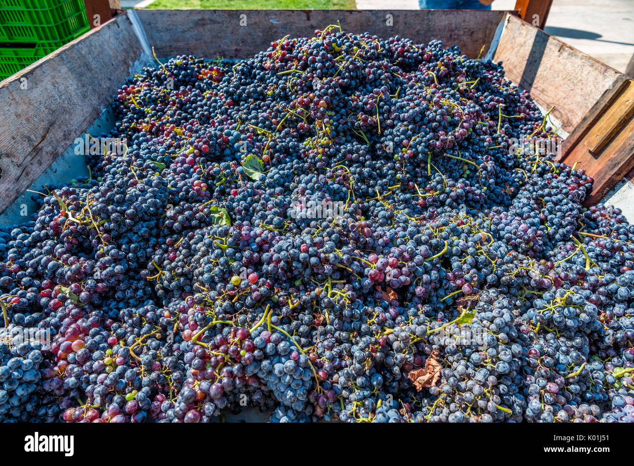 Grapes ready to be crushed for wine Stock Photo Alamy