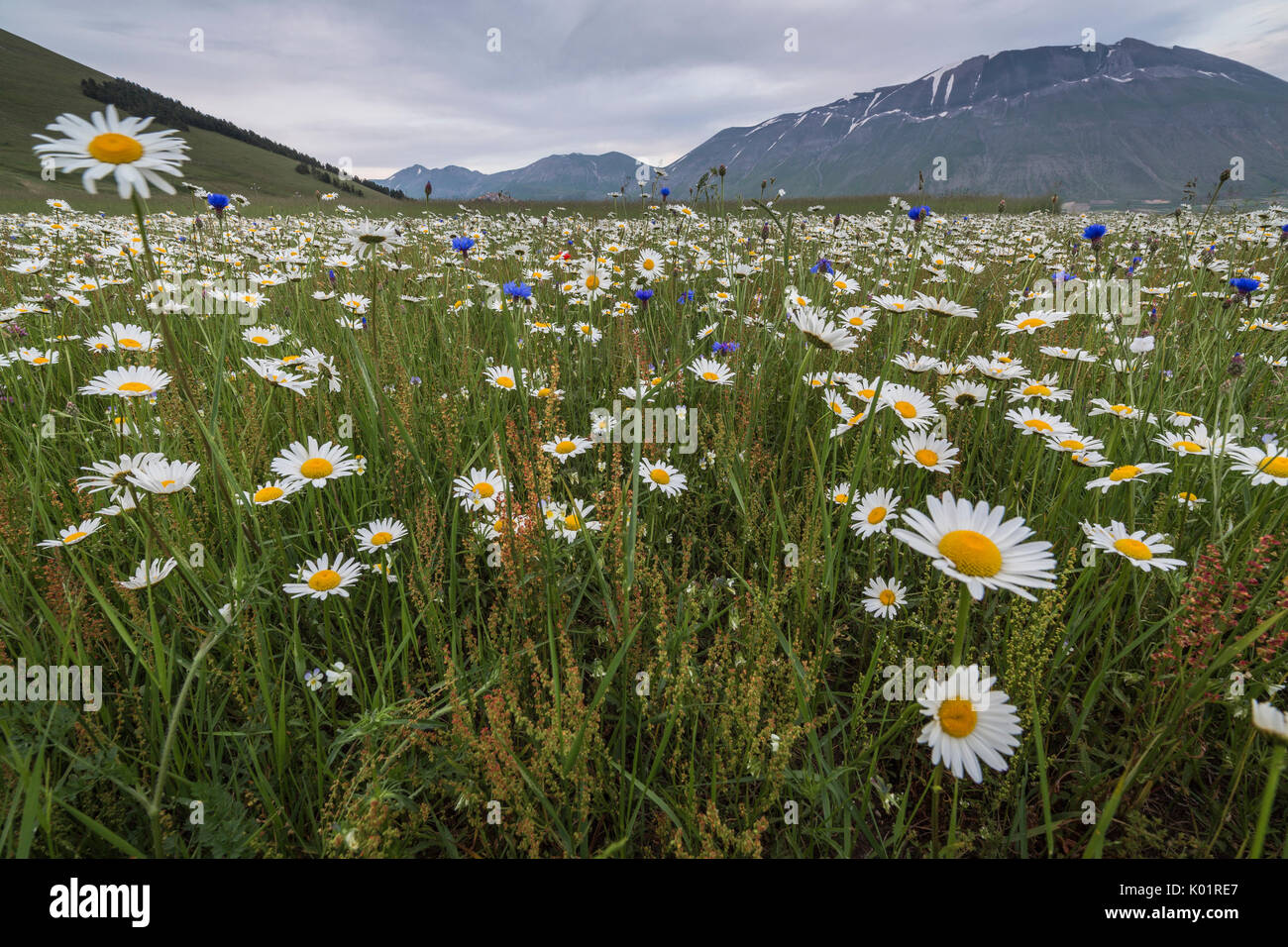 Colorful flowers in bloom frame the mountains Castelluccio di Norcia Province of Perugia Umbria Italy Europe Stock Photo