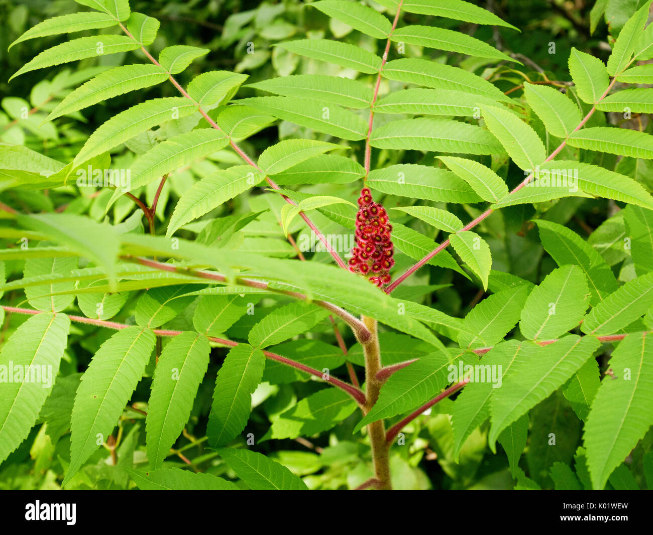 Compound leaf hires stock photography and images Alamy