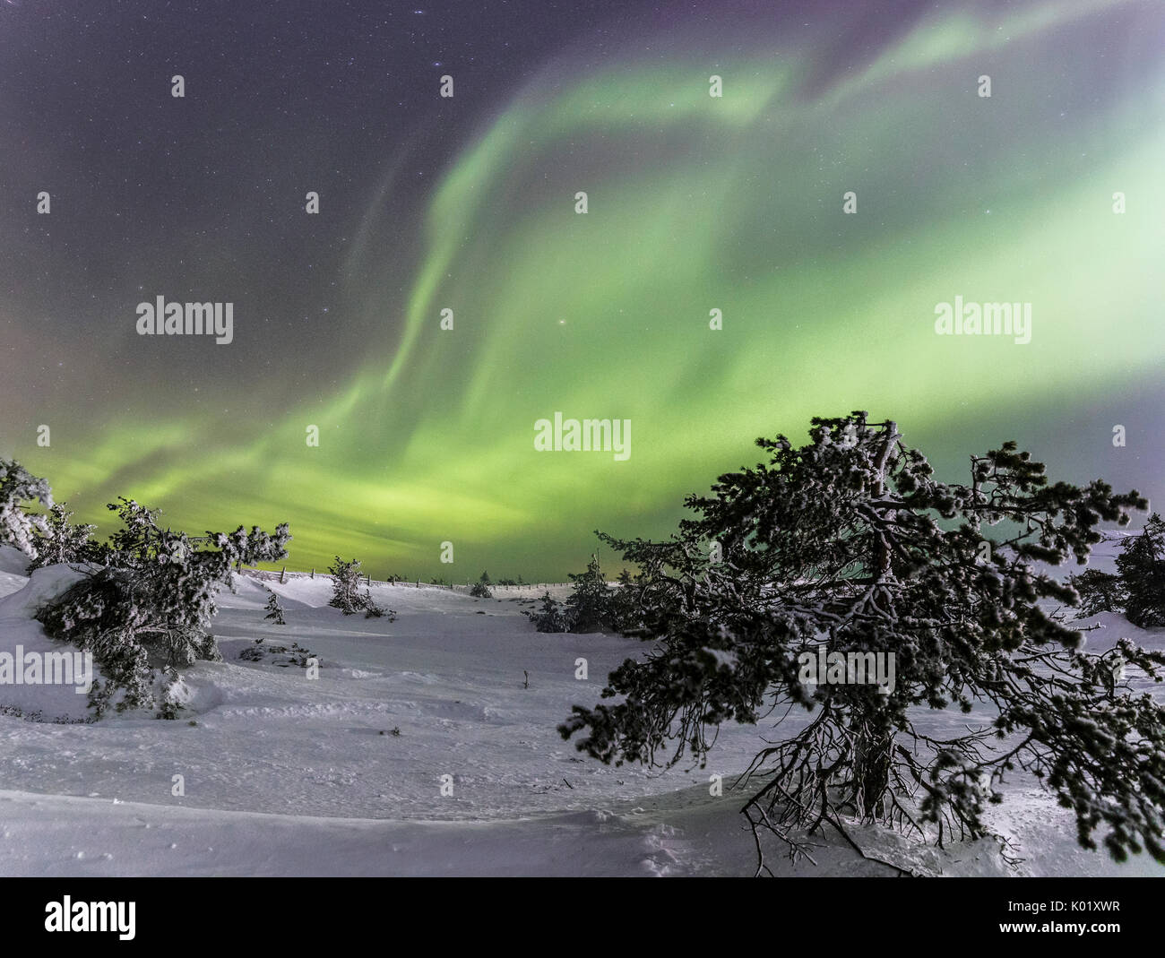 Panorama of snowy woods and frozen trees framed by Northern lights and stars Levi Sirkka Kittilä Lapland region Finland Europe Stock Photo