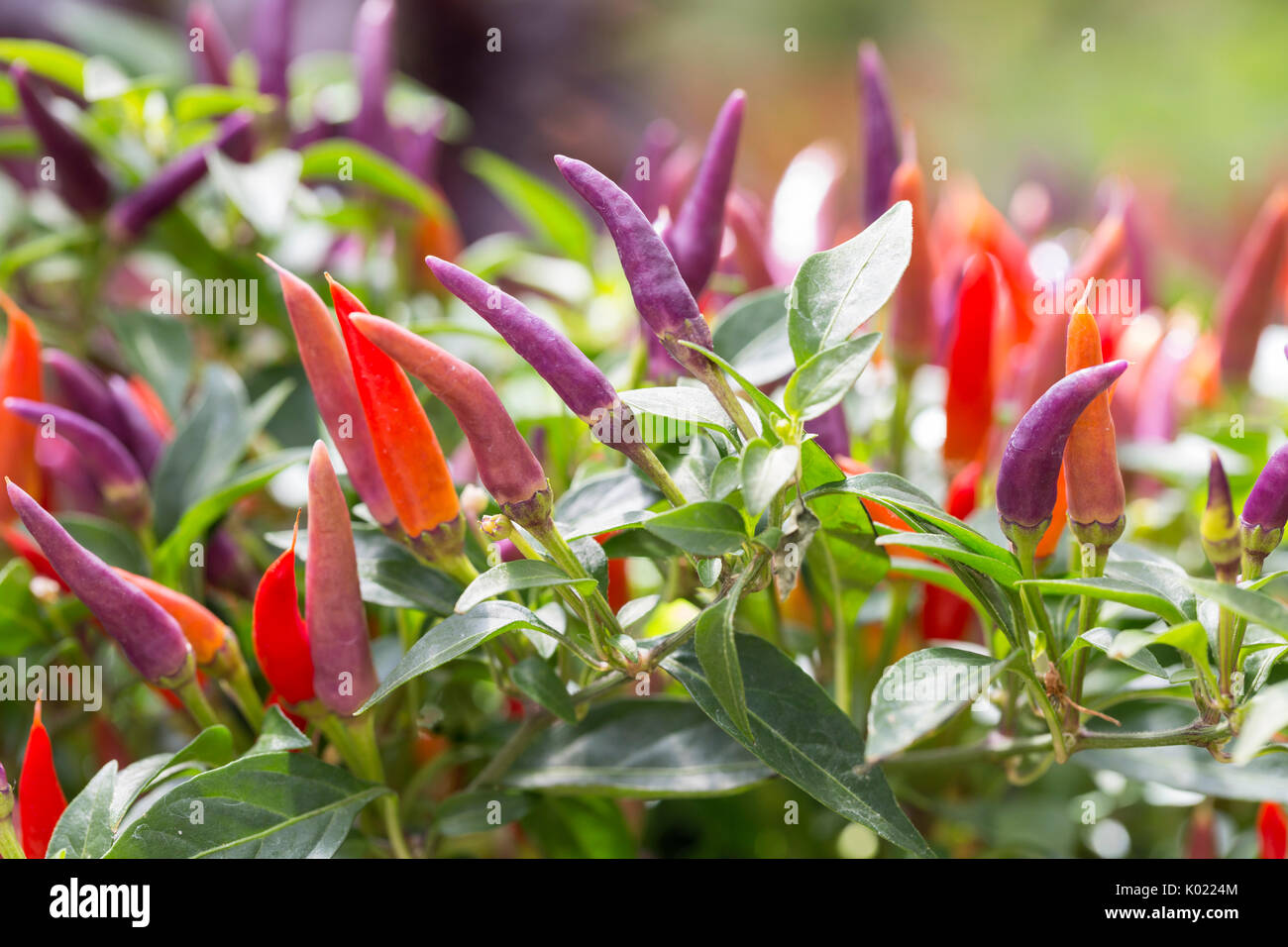 Ornamental Pepper plant Stock Photo
