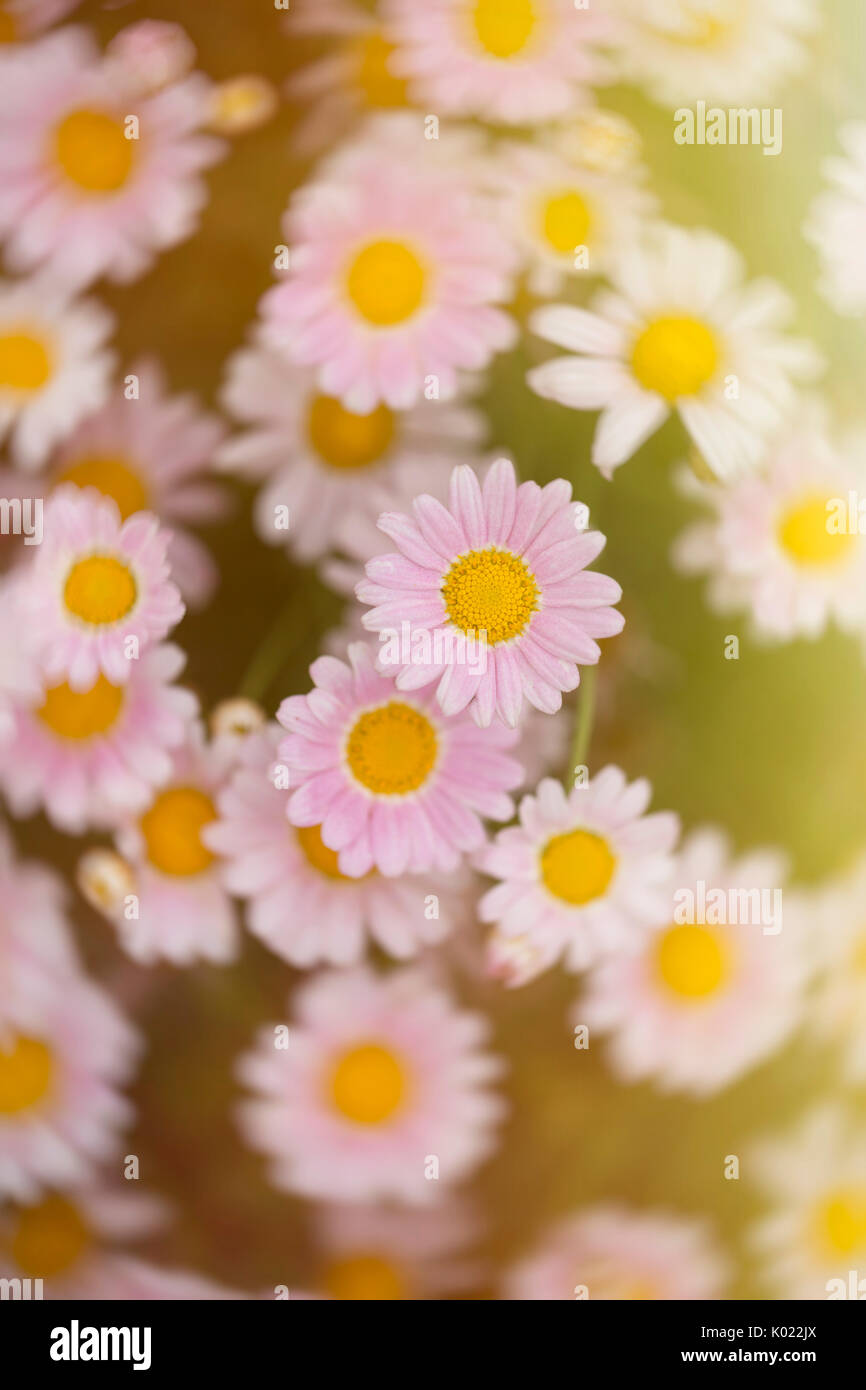 artistic view above summer daisies in bloom Stock Photo