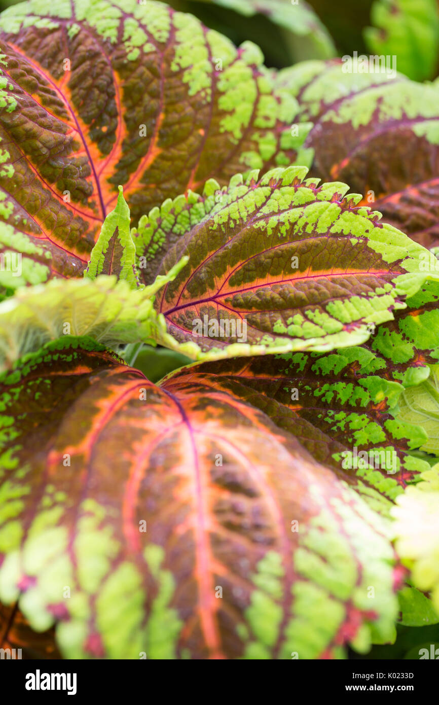 Close up view of Coleus leaves Stock Photo