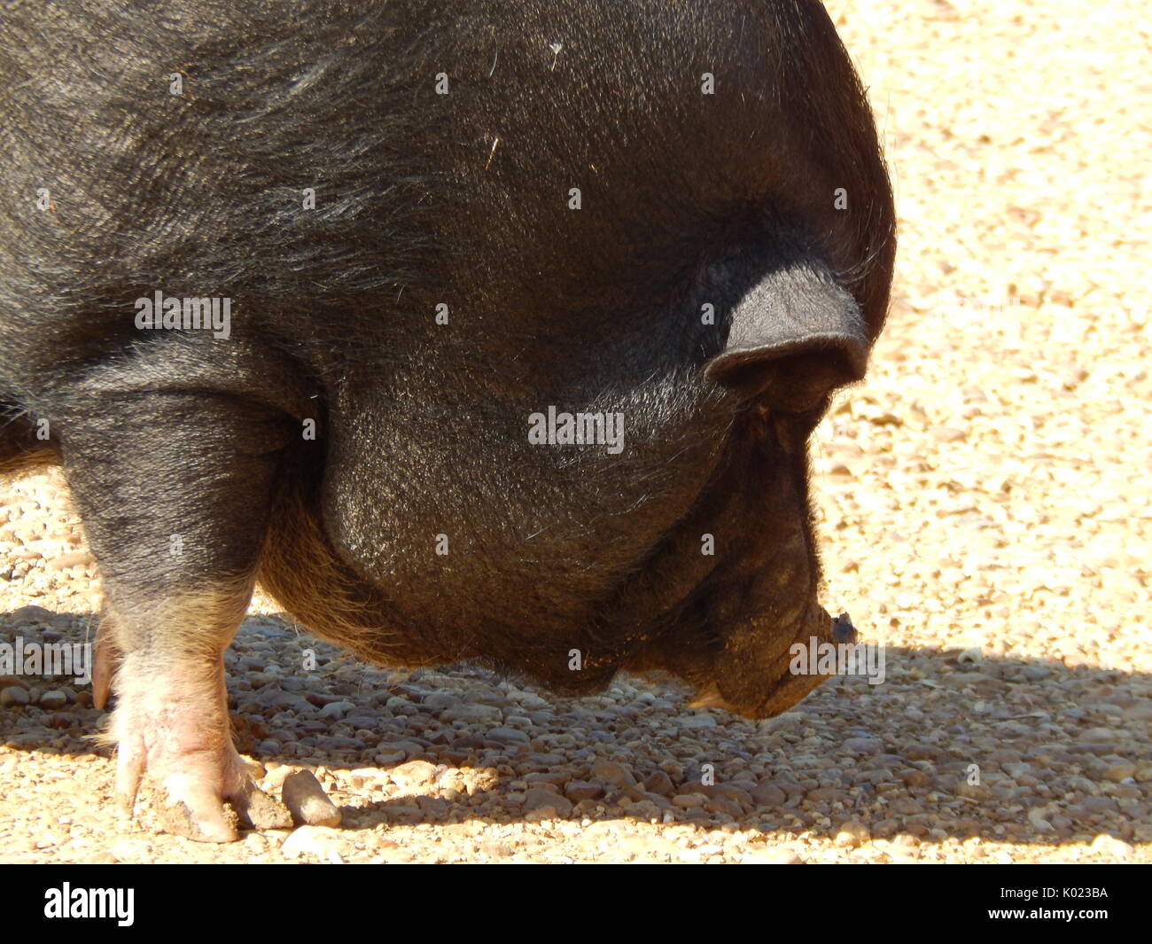 Pot Belly Pig Stock Photo Alamy