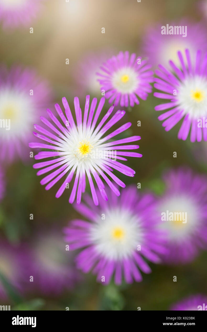 Starburst flower hires stock photography and images Alamy