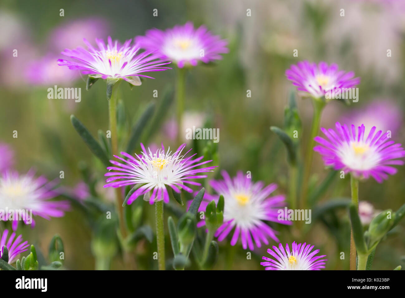 Starburst flowers Stock Photo Alamy