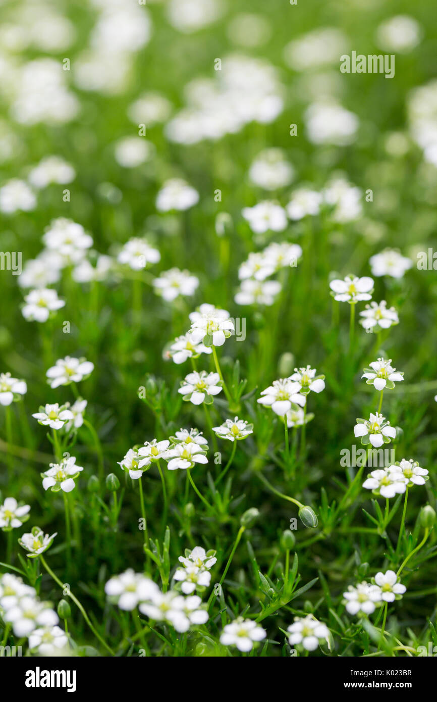 Close up view of Irish Moss in bloom Stock Photo