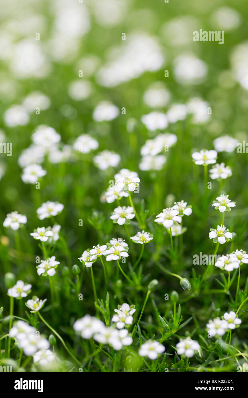 Close up view of Irish Moss in bloom Stock Photo