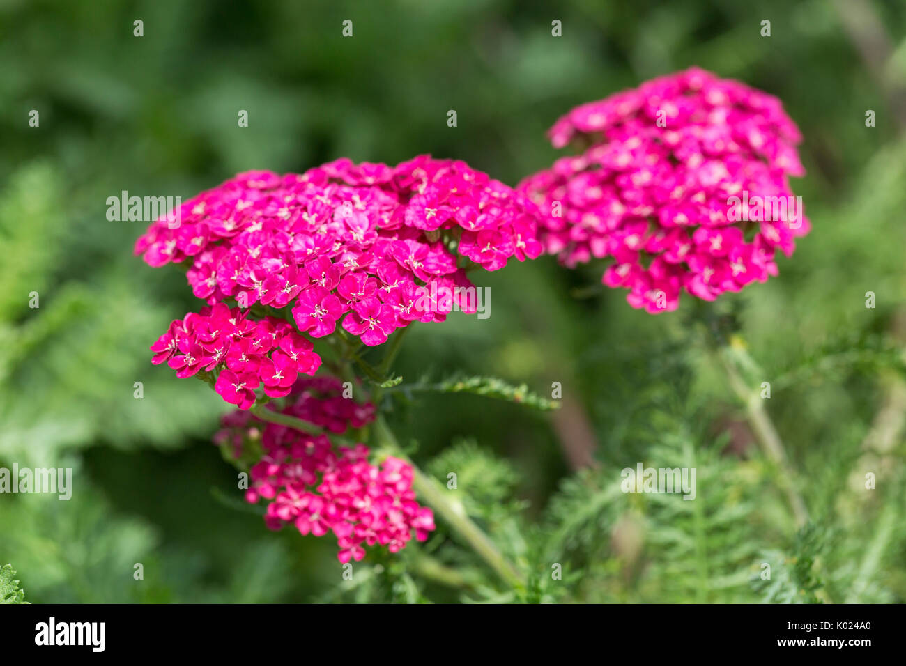 Pink Yarrow Flowers growing in the garden Stock Photo
