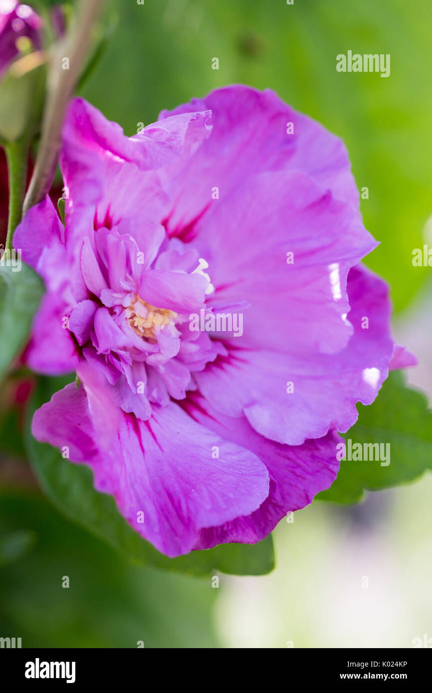 Close up of purple Hibiscus blooms Stock Photo