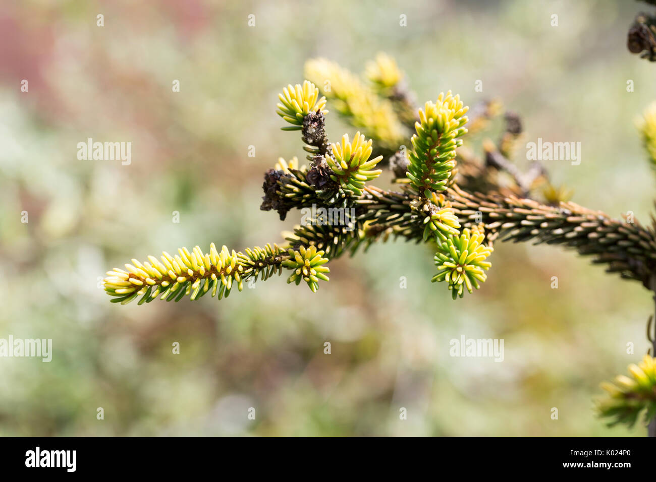Close up of Golden Oriental Spruce Stock Photo