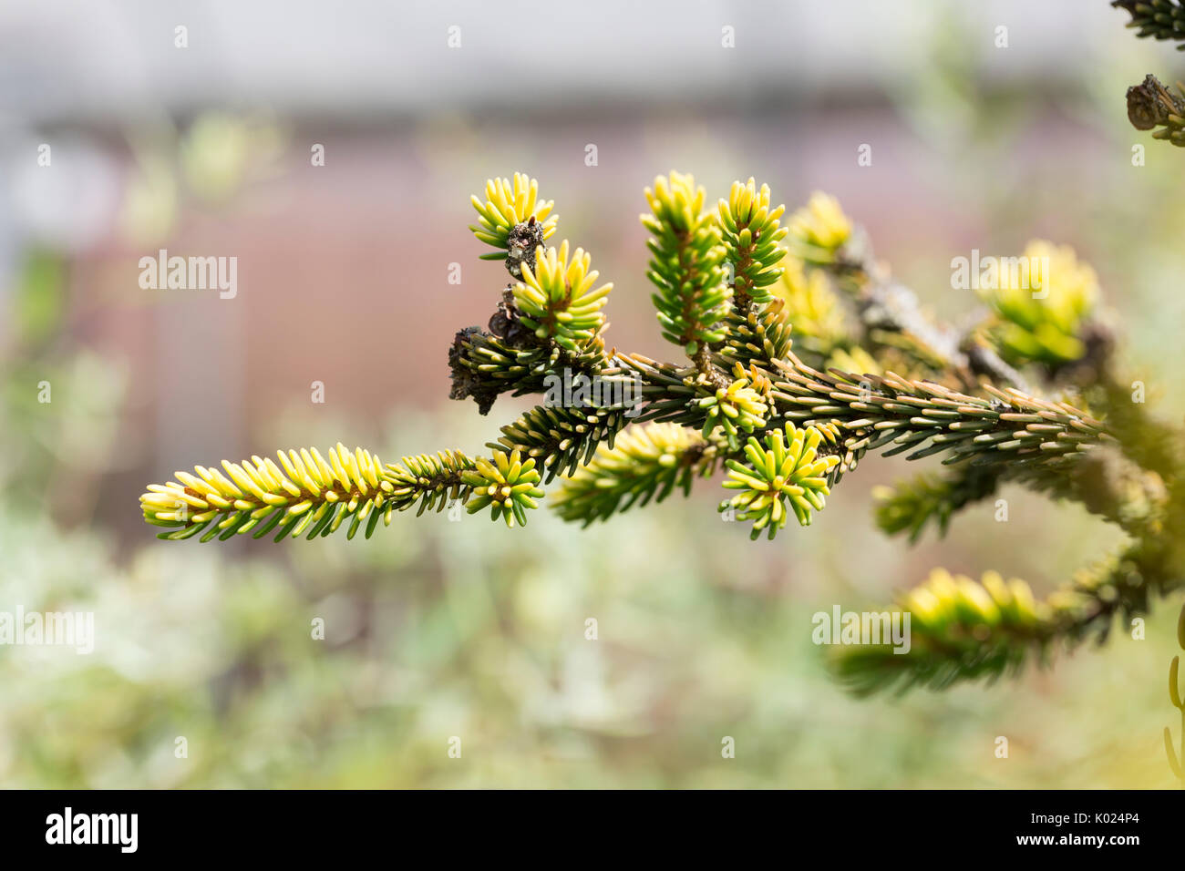 Close up of Golden Oriental Spruce Stock Photo