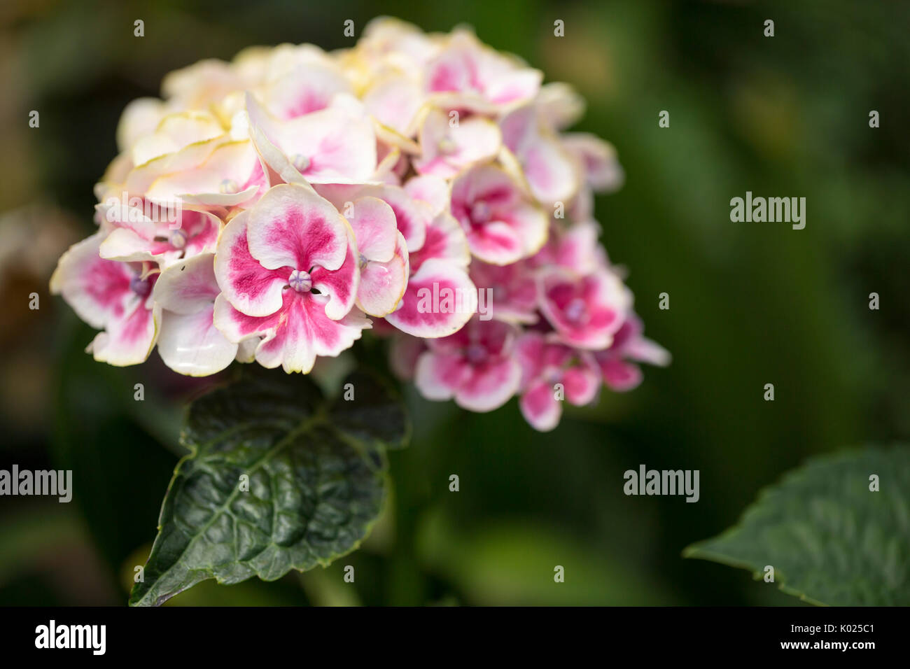 Pink Hydrangea macrophylla Stock Photo - Alamy