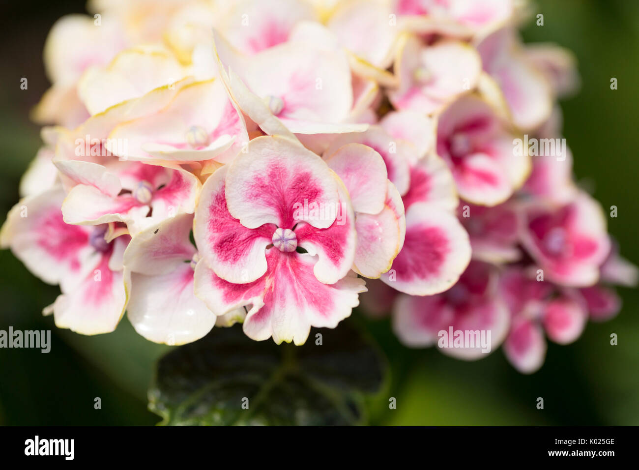Pink Hydrangea macrophylla Stock Photo - Alamy