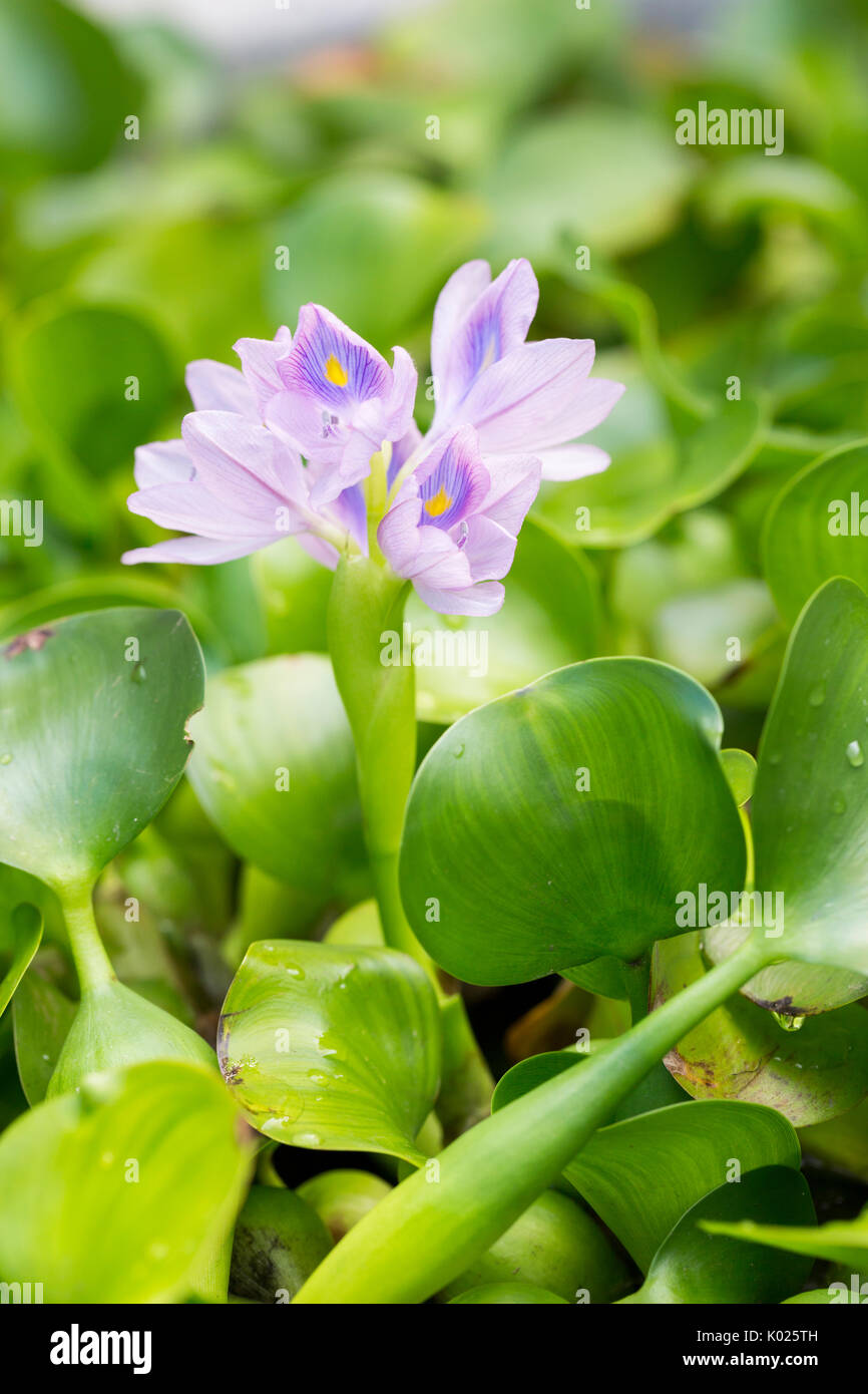 Water Lettuce Flower