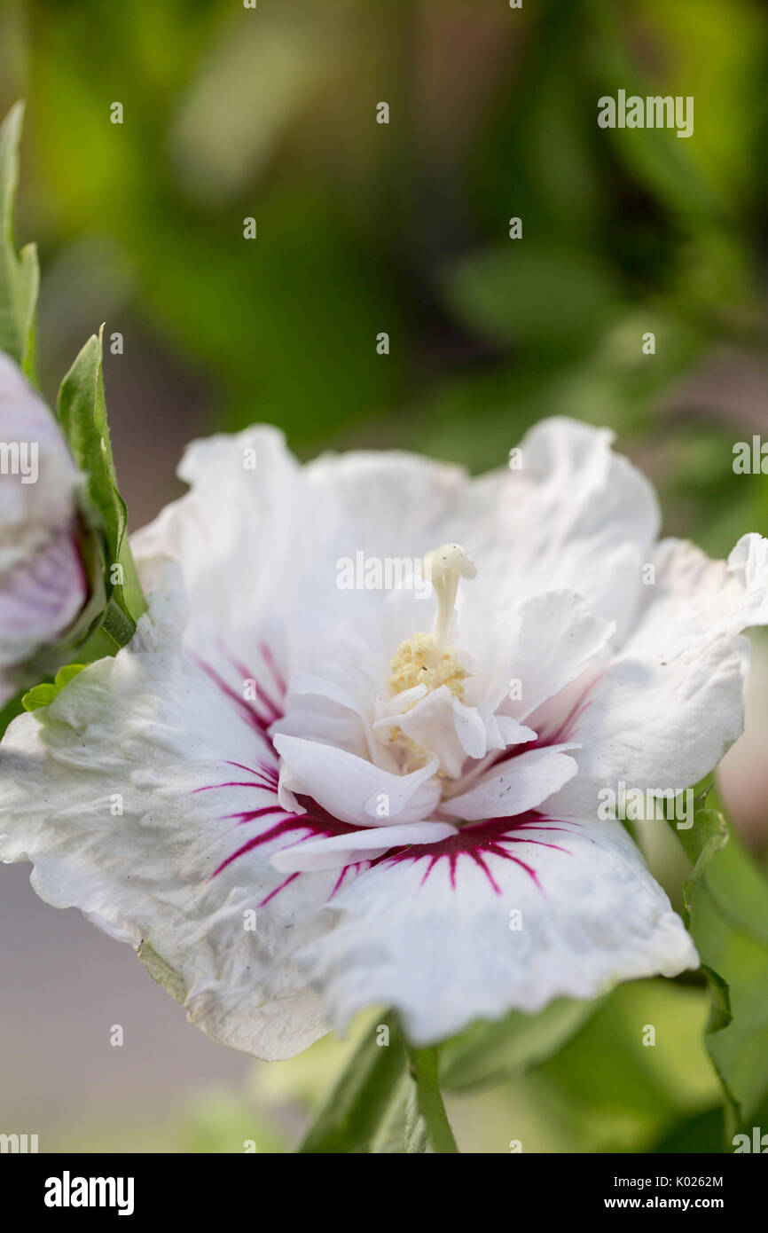 Sleeping hibiscus is a plant in the hibiscus family that we grow as an  ornamental plant. There are many varieties, each species has different  flower s Stock Photo - Alamy
