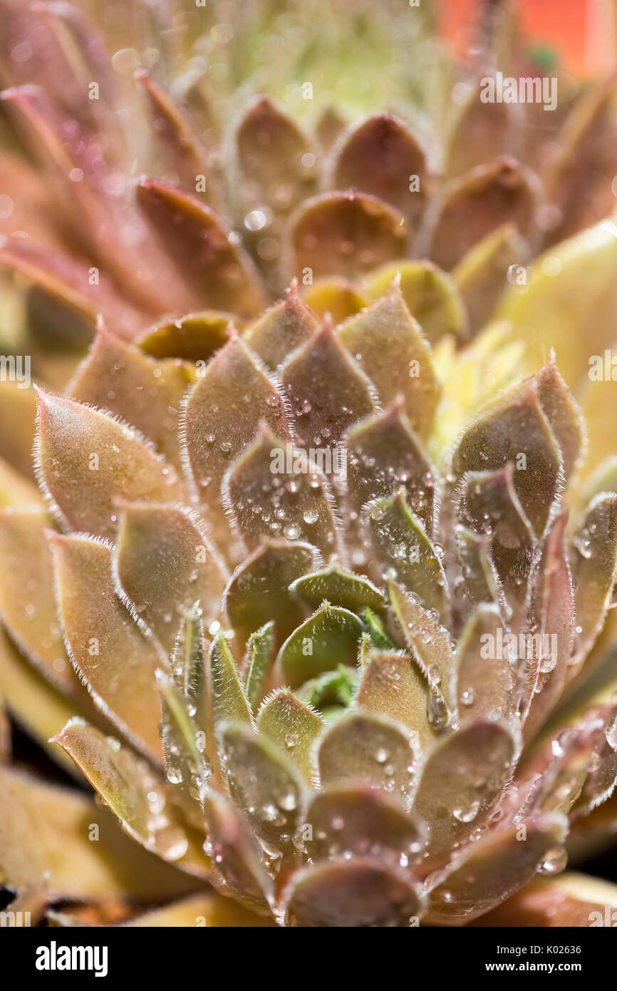 Close up details of Succulent plant covered in water drops Stock Photo