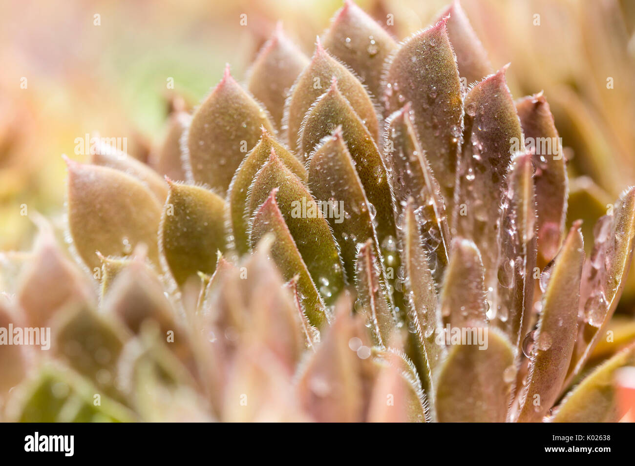 Close up details of Succulent plant covered in water drops Stock Photo
