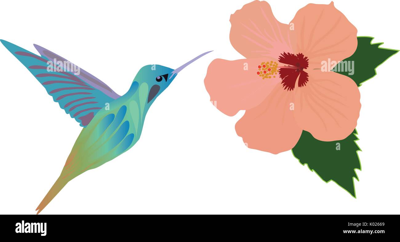 vector illustration of a hummingbird flying over tropical hibiscus flower Stock Vector