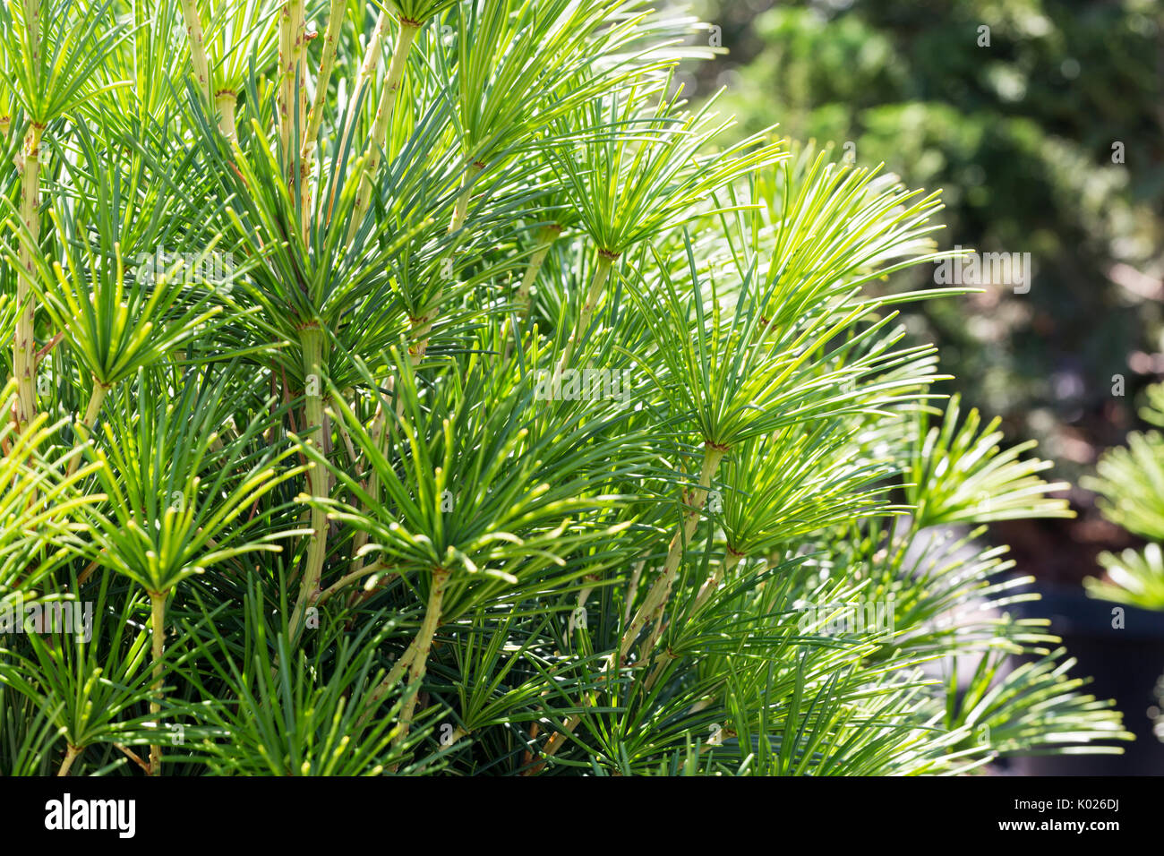 Japanese umbrella pine hires stock photography and images Alamy