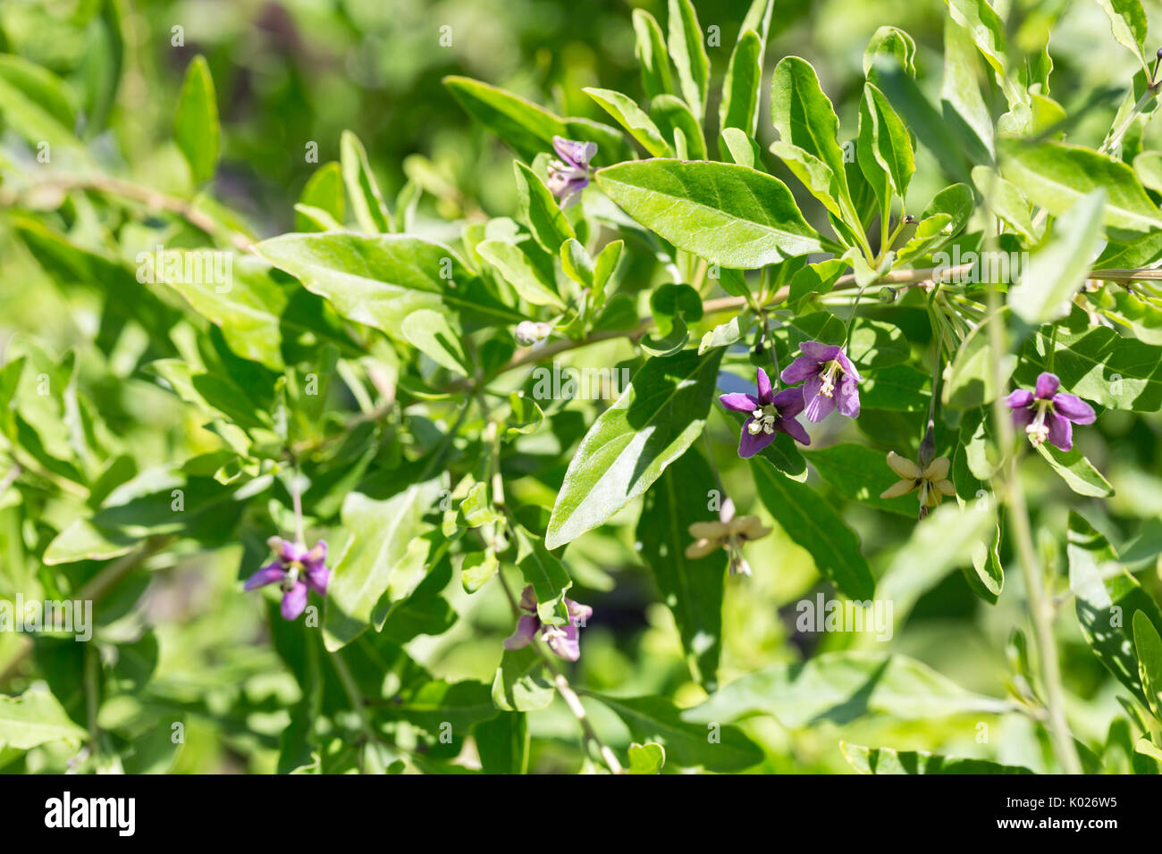 Flowering Goji Berry Plant Stock Photo