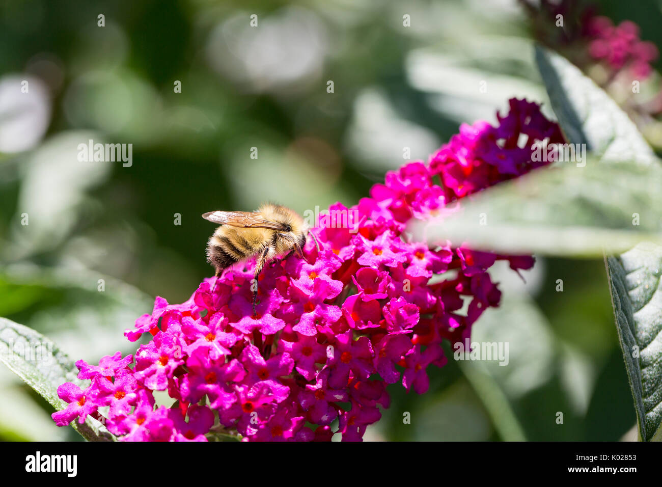 Bee on a Butterfly Bush Stock Photo Alamy