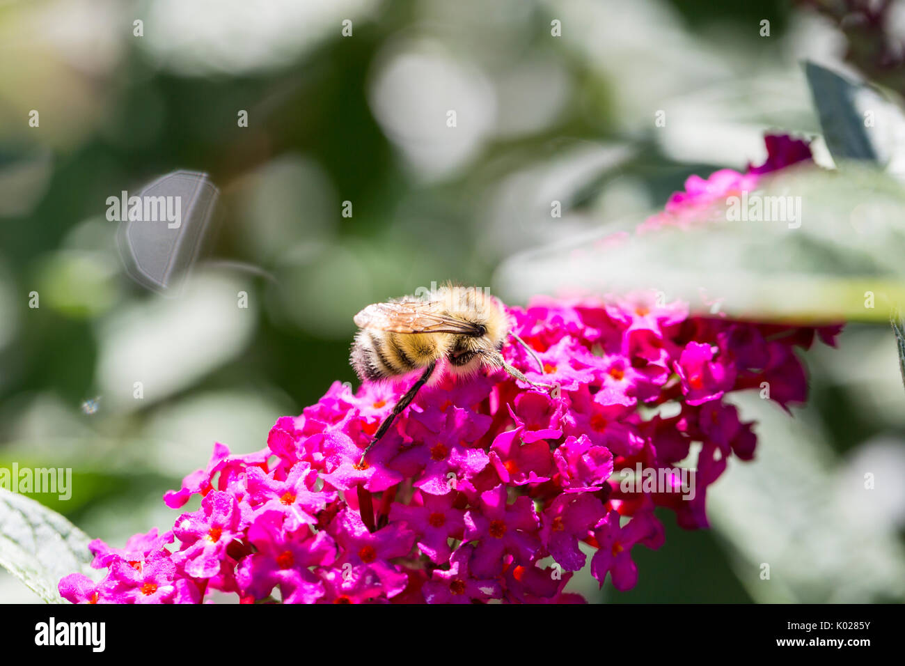 Bee on a Butterfly Bush Stock Photo Alamy