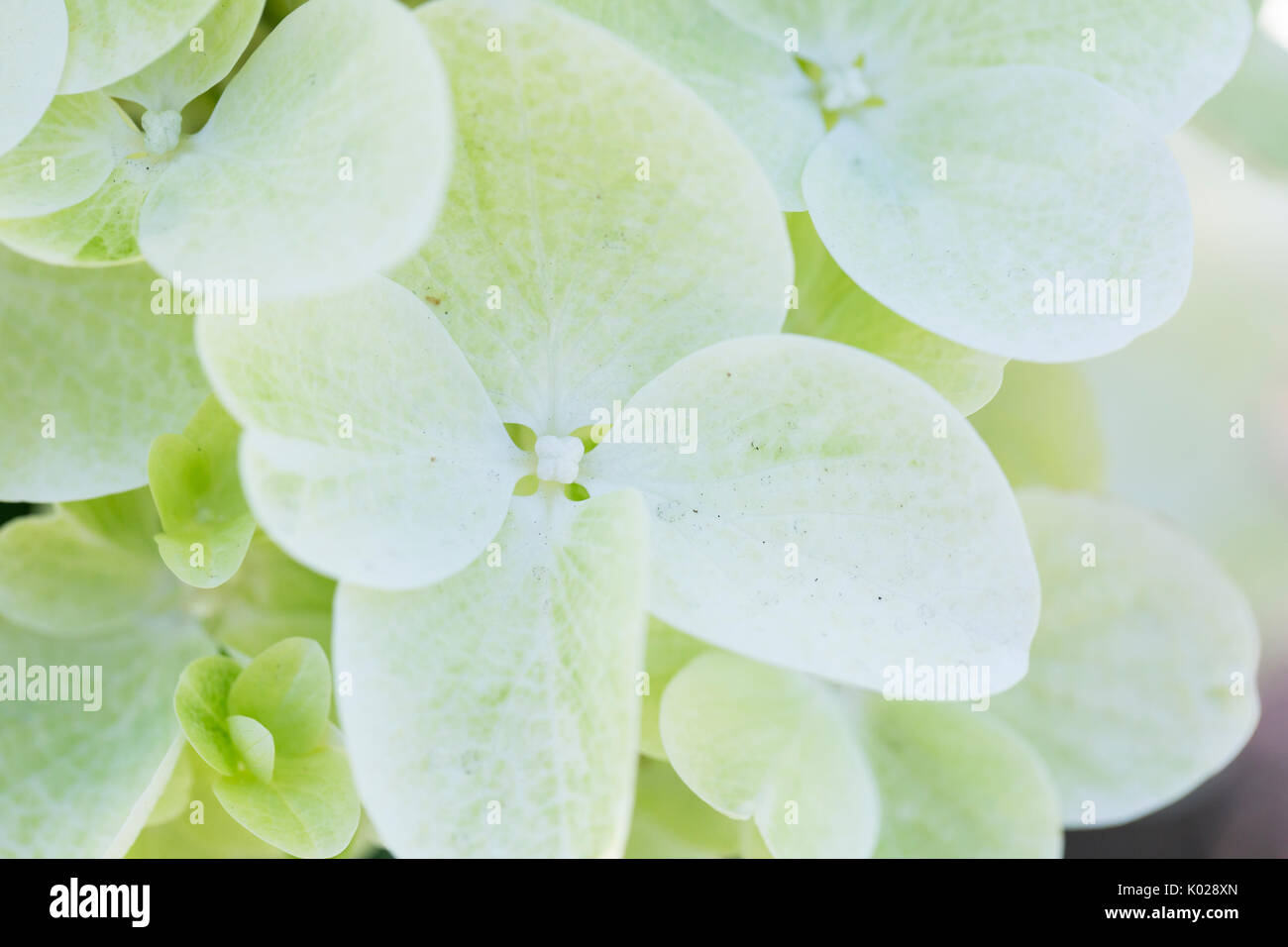Close up white hydrangea paniculata flower hi-res stock photography and ...
