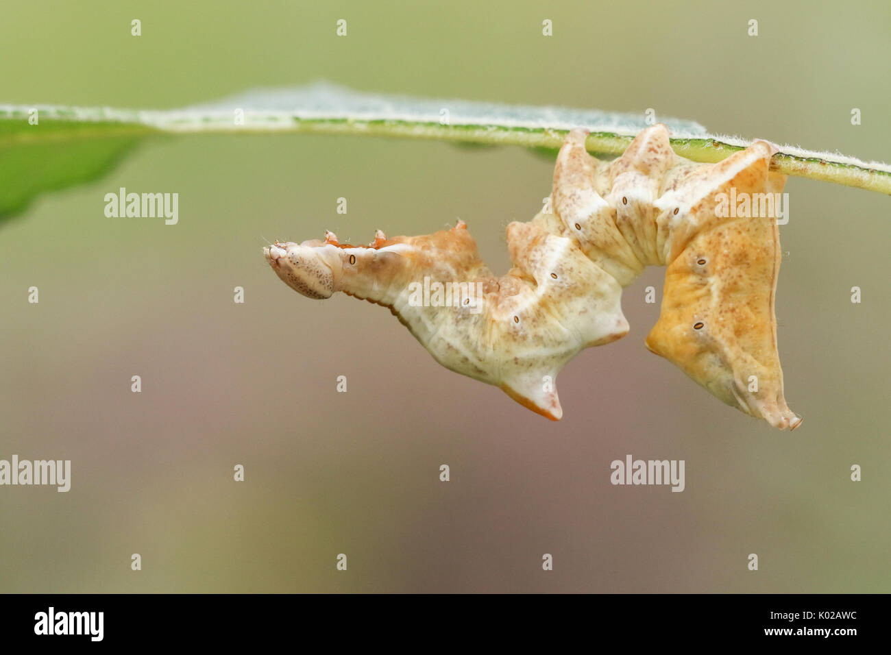A beautiful Pebble Prominent Moth Caterpillar (Notodonta ziczac) feeding on a leaf. Stock Photo