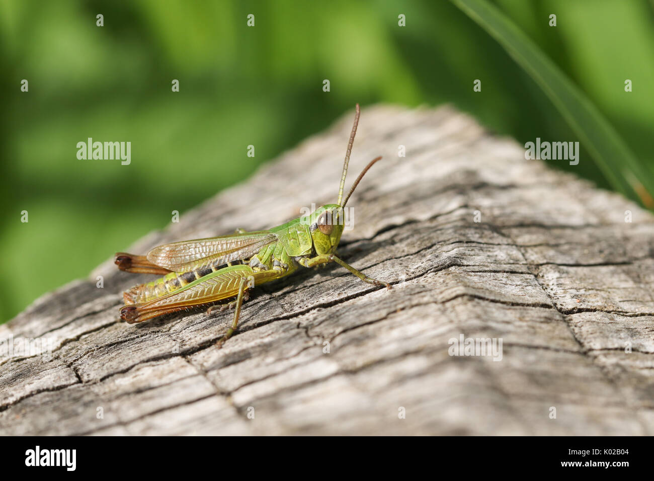 A Meadow Grasshopper (Chorthippus parallelus). Stock Photo