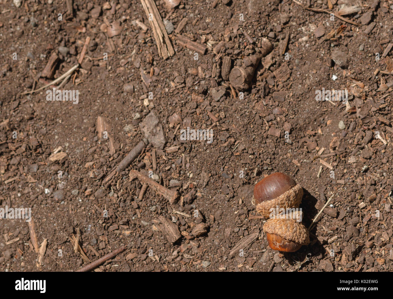 Acorns on ground hi-res stock photography and images - Alamy