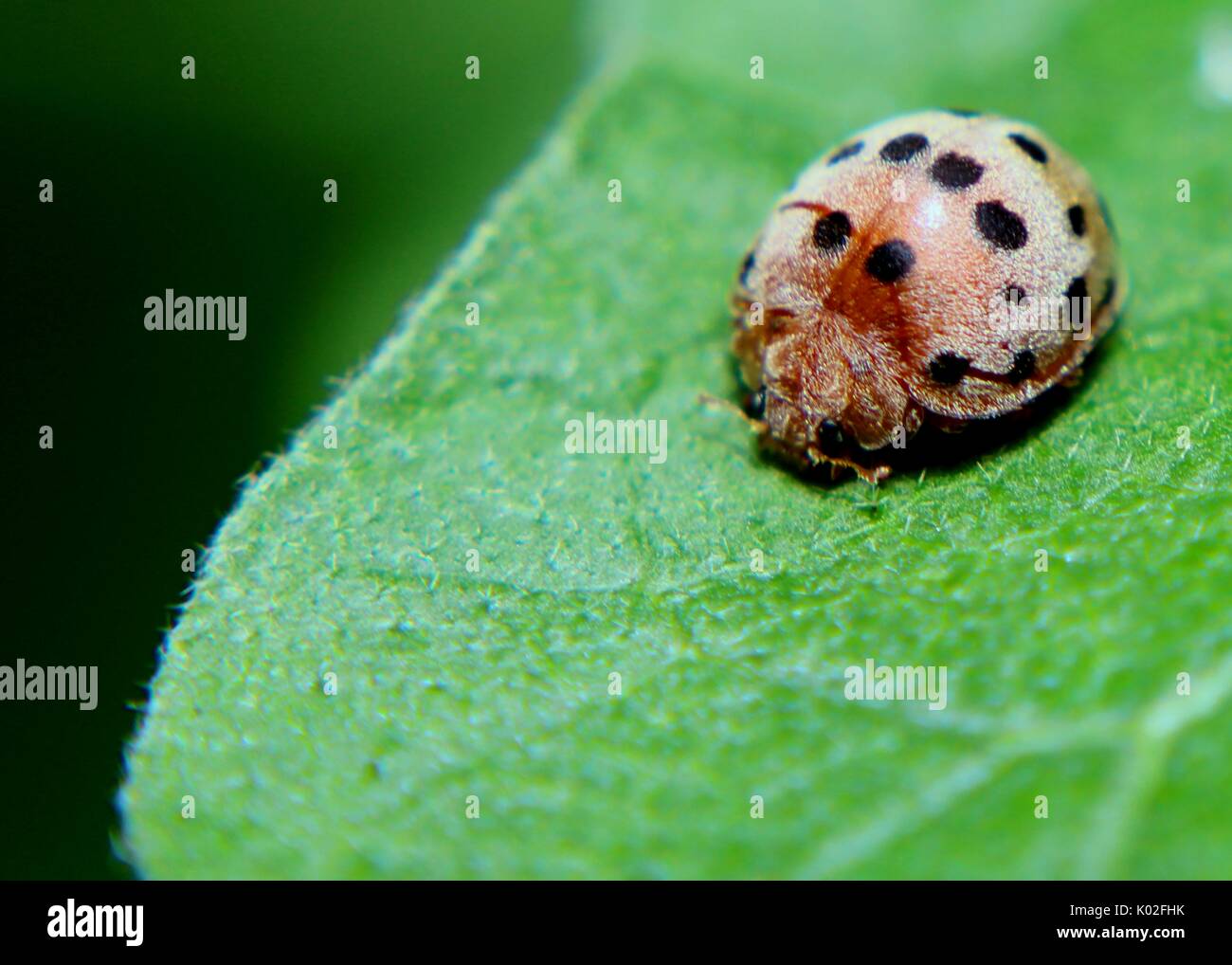 close-up, macro view of a small colorful ladybird - ladybug -  Coccinellidae - insect  on a green  leaf in a home garden in Sri Lanka Stock Photo