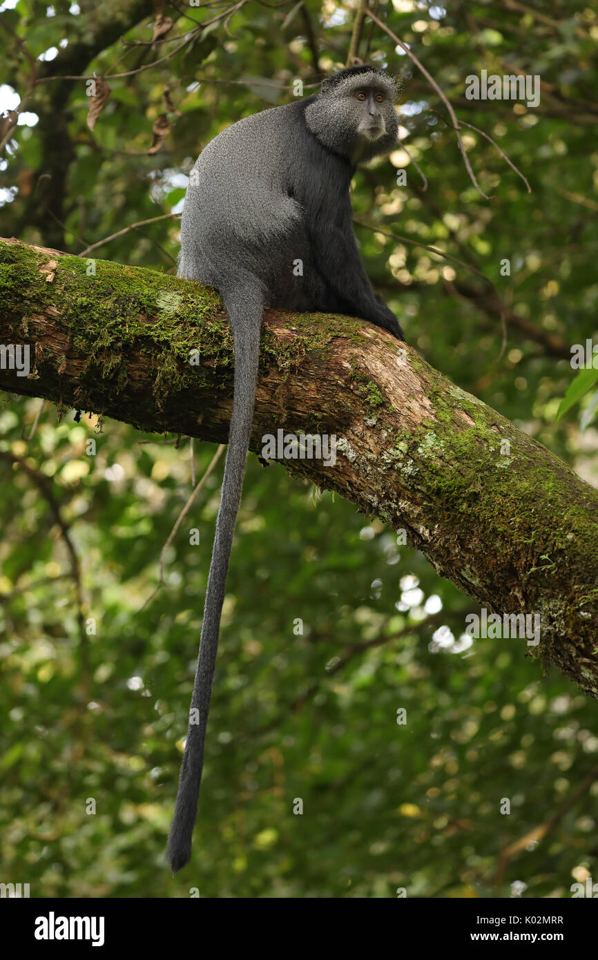 Blue monkey (Cercopithecus mitis stuhlmanni), in the Kakamega Forest, Western province, Kenya, subjects of long-term study Stock Photo