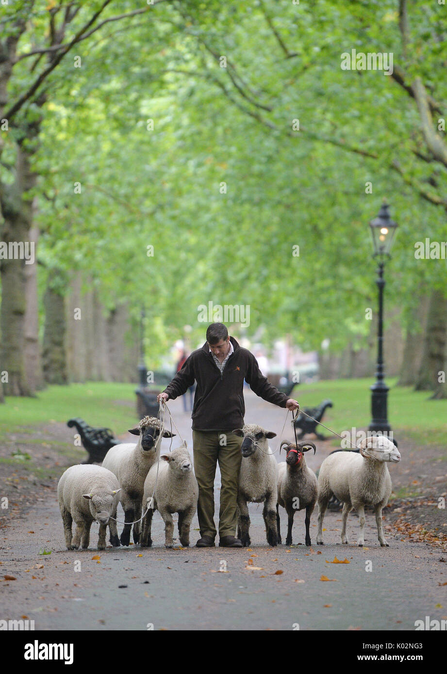 Tom Davis, manager of Mudchute farm, with sheep in Green Park, London, which are there for a conservation trial that sees The Royal Parks Mission: Invertebrate team up with the Rare Breeds Survival Trust and Mudchute Farm. Stock Photo