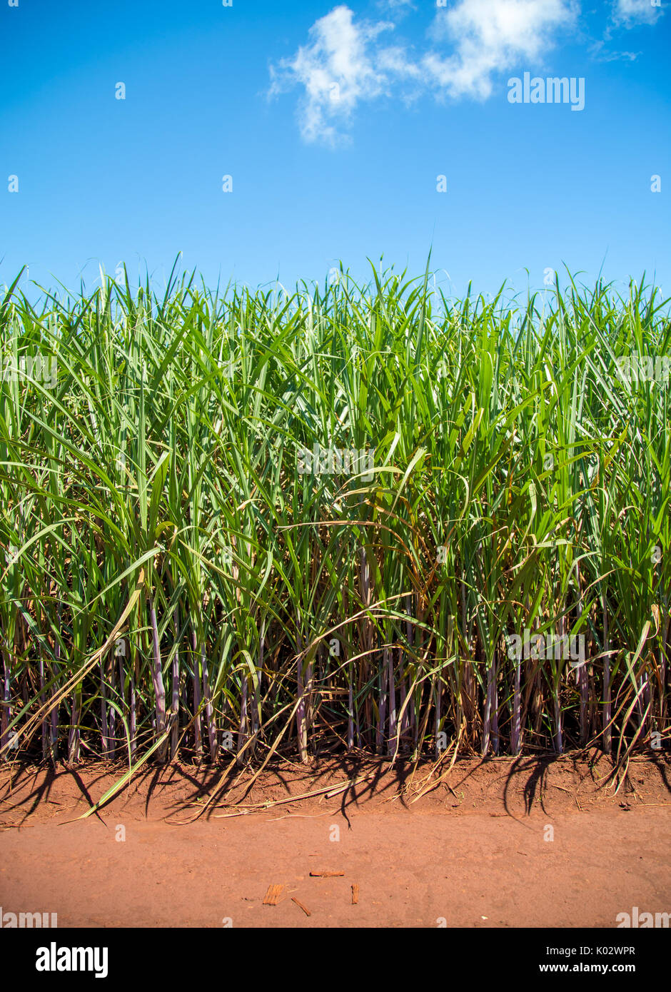 Sugar cane plantation Stock Photo Alamy