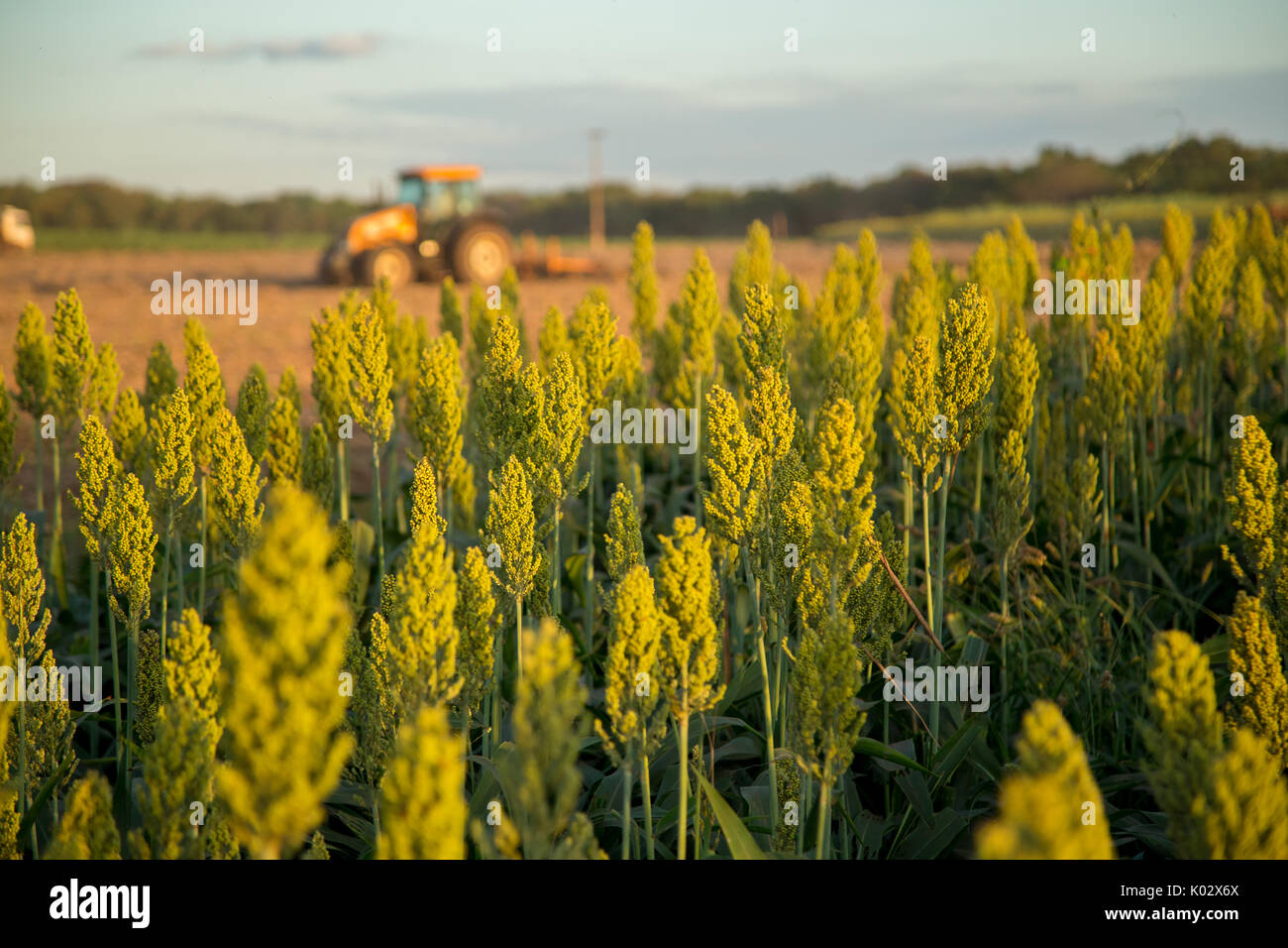 Sorghum crop blue sky hi-res stock photography and images - Alamy