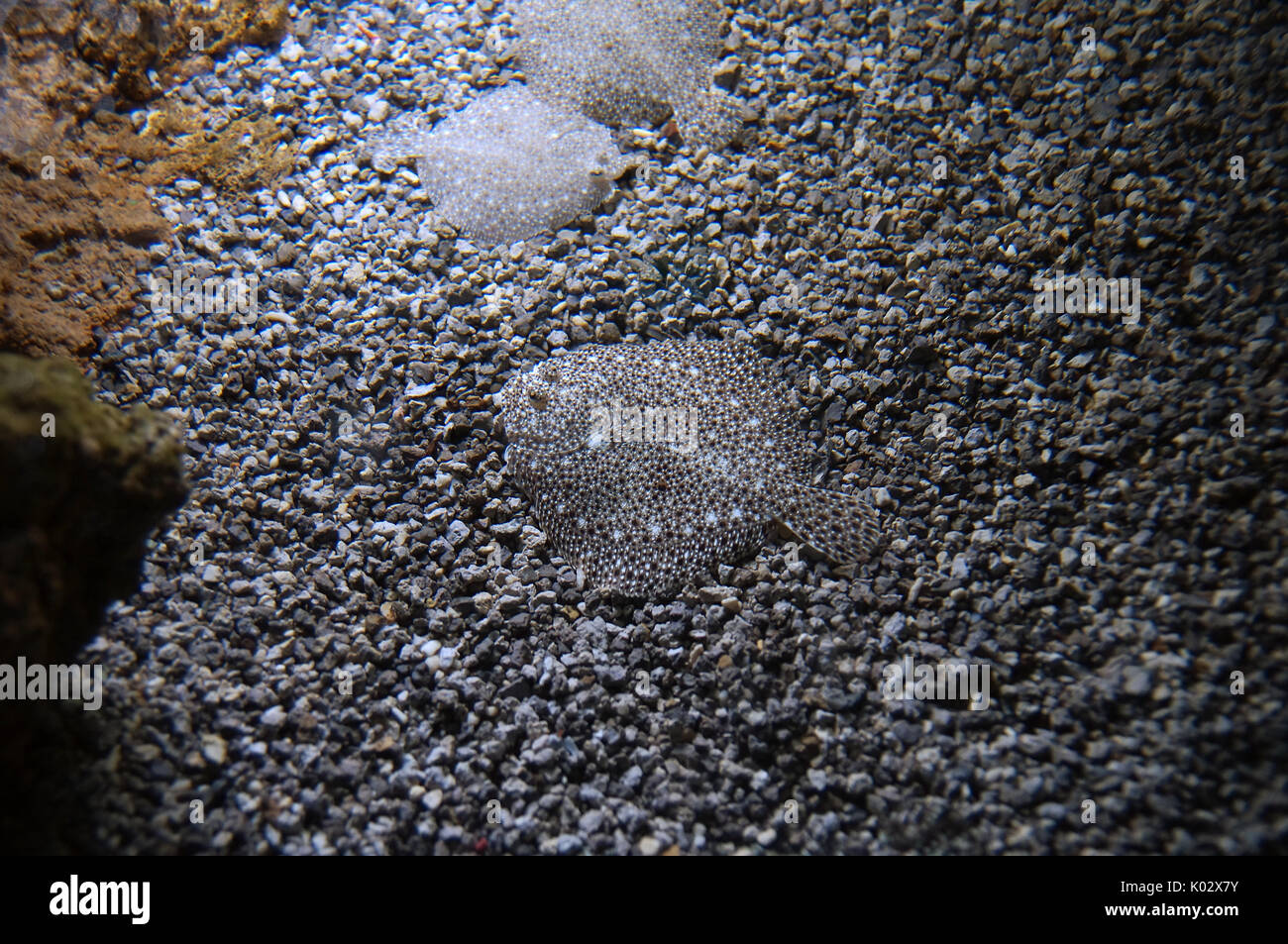 Turbot fish (Scophthalmus maximus species of flatfish ) lying the ground with the same color of the seabed Stock Photo