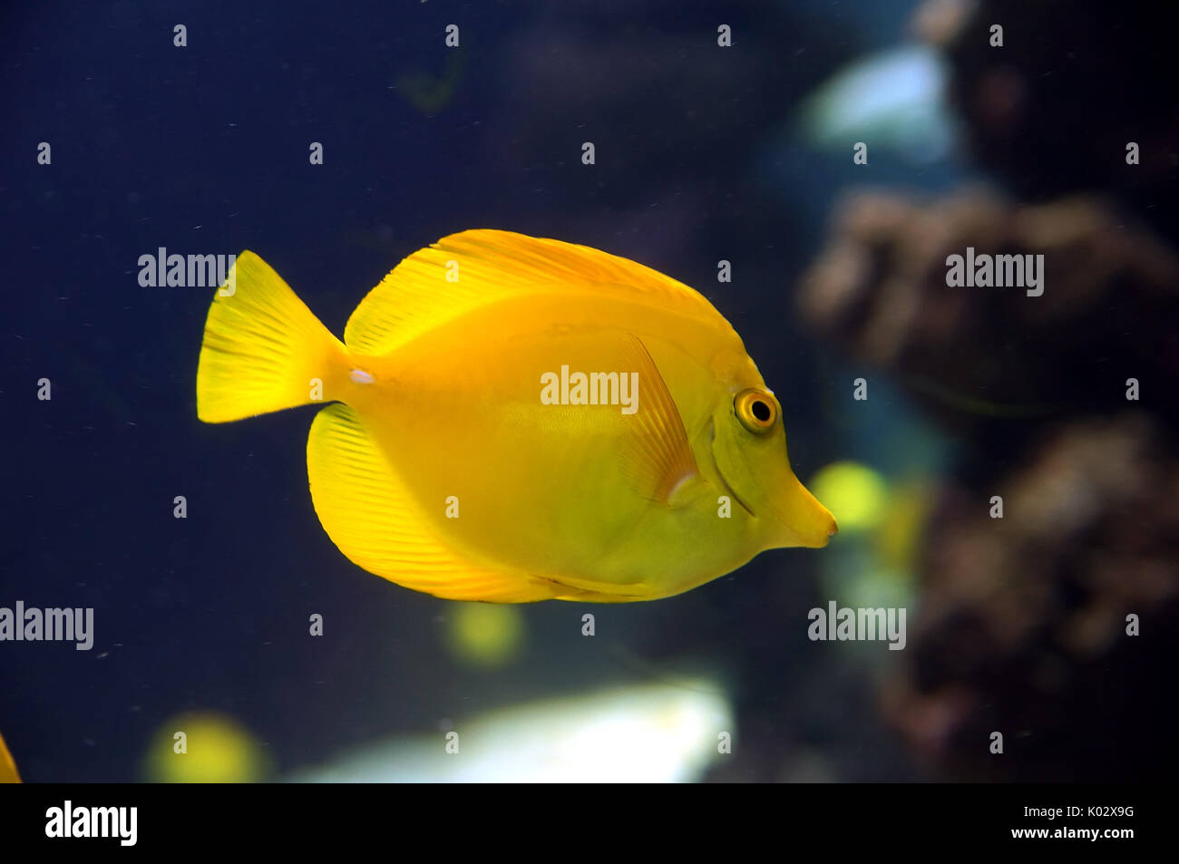 Zebrasoma flavescens, yellow surgeonfish. Bright yellow  coral reef fish in salt water Stock Photo