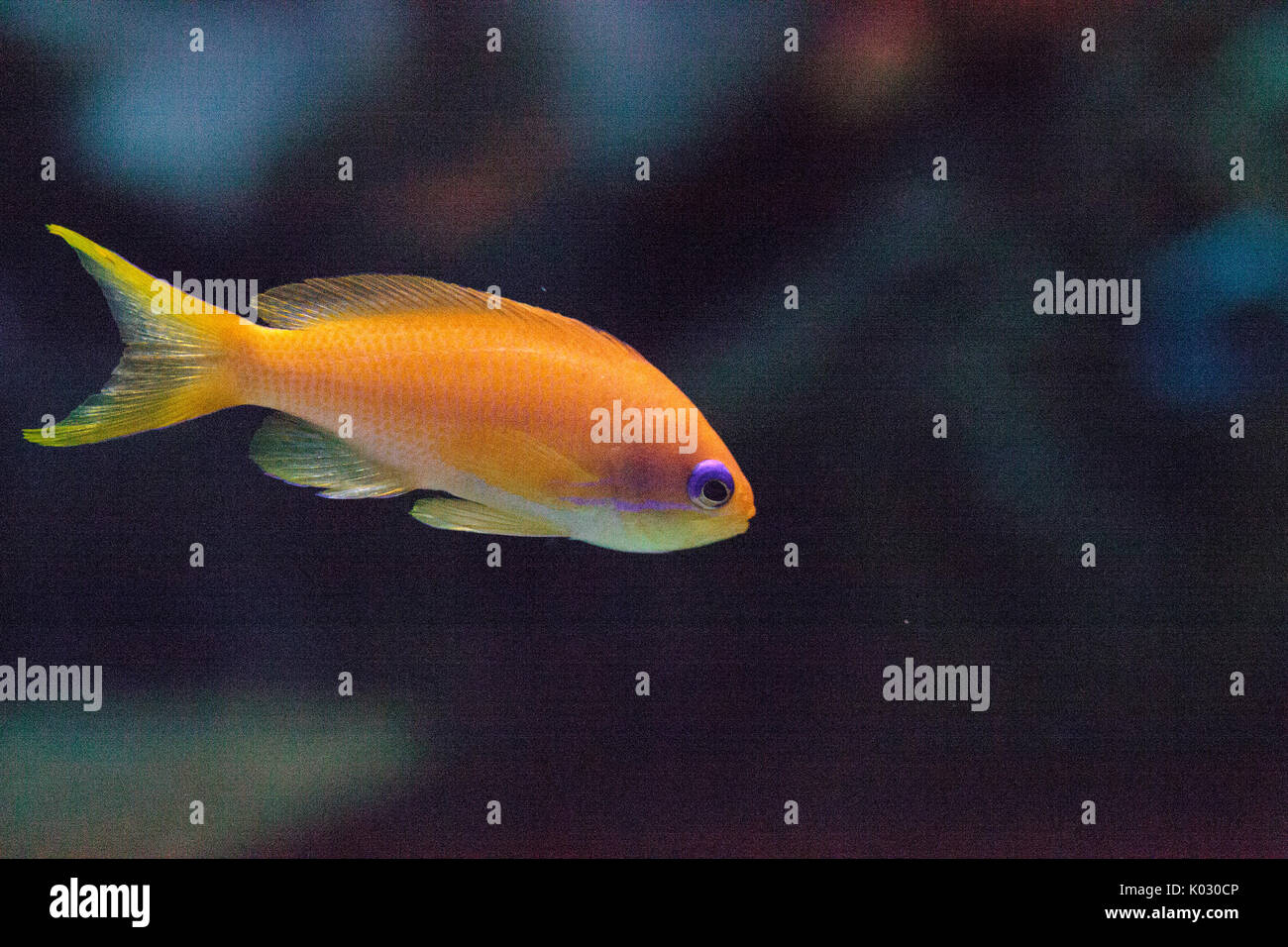 Lyretail fairy basslet fish Pseudanthias squamipinnis swims over a coral reef in the ocean. Stock Photo